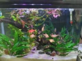 Аквариум , снимка 7