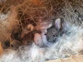продавам зайци - различни породи и възрасти, снимка 3