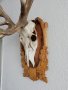 Продавам еленови рога-трофей, снимка 2