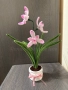 Вечна орхидея, снимка 1