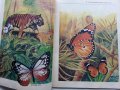 Они должны жить - Бабочки - Н.И.Кочетова - 1990г., снимка 6