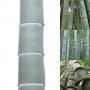 40 броя редки бамбукови семена зелен бамбук Moso-Bamboo Pla мосо бамбо растение декорация украса за , снимка 5