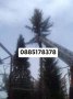 Рязане на високи и опасни дървета и почистване на дворове от треви и храсти., снимка 11