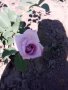 Градински храстовидни рози ,ароматни, снимка 3