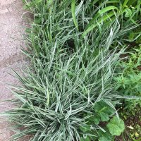 Фаларис - многогодишна трева с остри листа, снимка 1 - Градински цветя и растения - 40699442