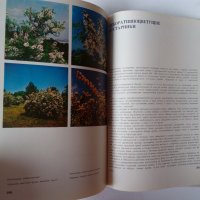 Енциклопедия Стайни растения и декоративно цъфтящи храсти на руски Цветы, снимка 9 - Енциклопедии, справочници - 39971976