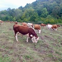 Продавам телета Херефорд и Сиво искърско говедо, снимка 2 - Крави - 43862751