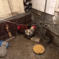 продавам пилета петли оплодени  яйца , снимка 5 - Кокошки и пуйки - 43893028