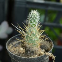 Тефрокактус на Вебер (Tephrocactus weberi), снимка 1 - Стайни растения - 37398867