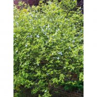 Poncirus trifoliata / Див лимон, снимка 4 - Разсади - 37305243