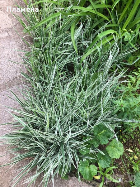 Фаларис - многогодишна трева с остри листа, снимка 1