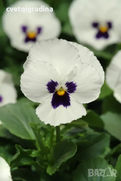 Viola sorbet White blotch(Теменужка Бяло петно), снимка 1