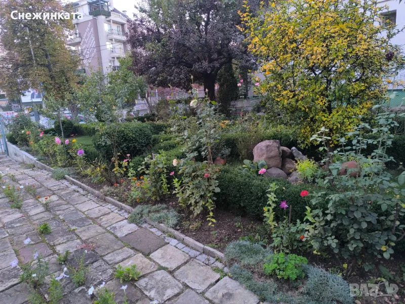 Пухкави оформени чемшири (20-40лв/броя), снимка 1