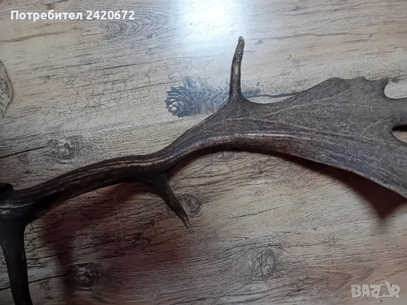 Еленов  рог  лопатар, снимка 1