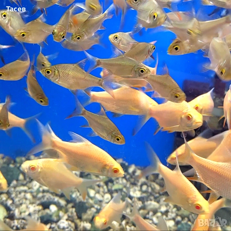 Гигантски барбус 7см, снимка 1