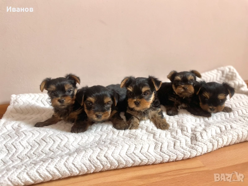 Йоркширски териер, снимка 1