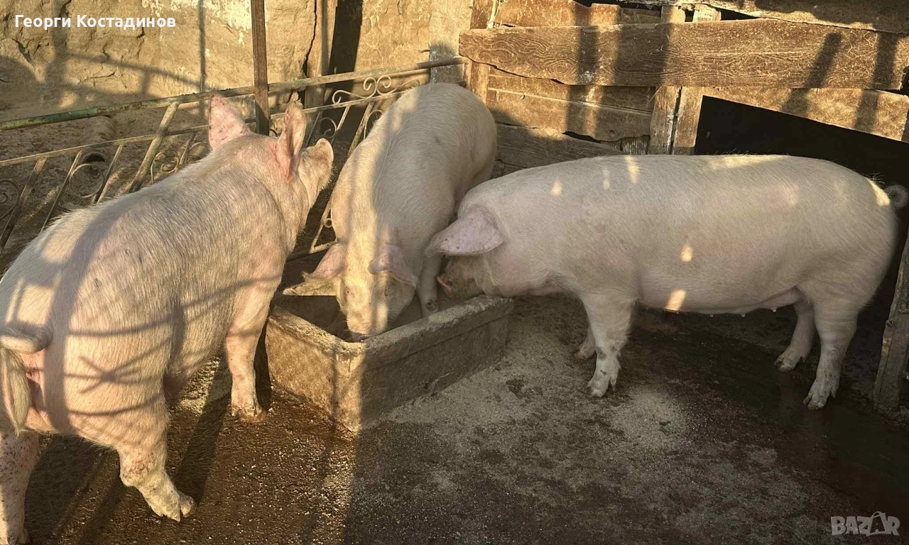 продавам домашни прасета , снимка 1