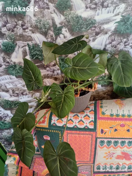 Филодендрон Зебра, снимка 1