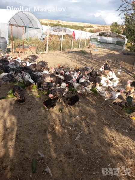 Продавам пуйки. Сандански , снимка 1