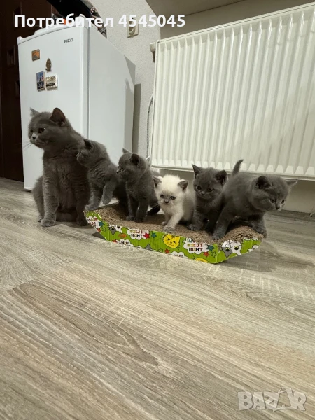 Британски късокосмести котета, снимка 1