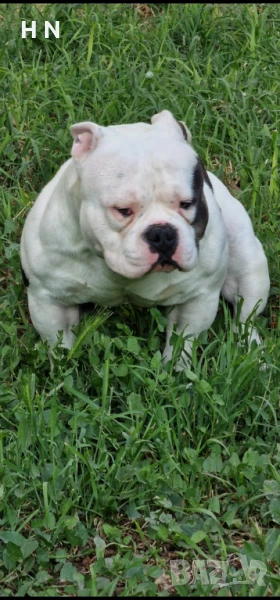 Американско БУЛИ - покет/микро , снимка 1