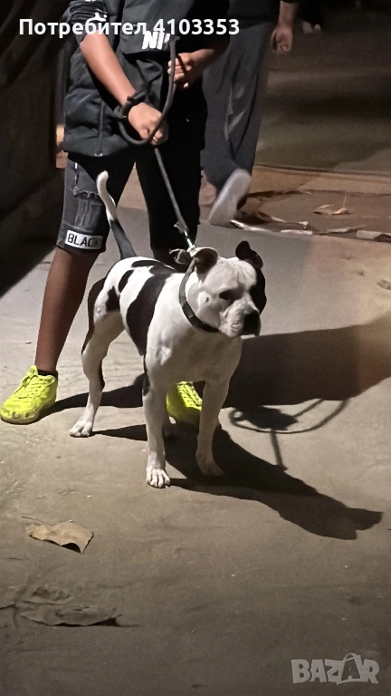 ТОП американско були за разплод по всяко време, снимка 1