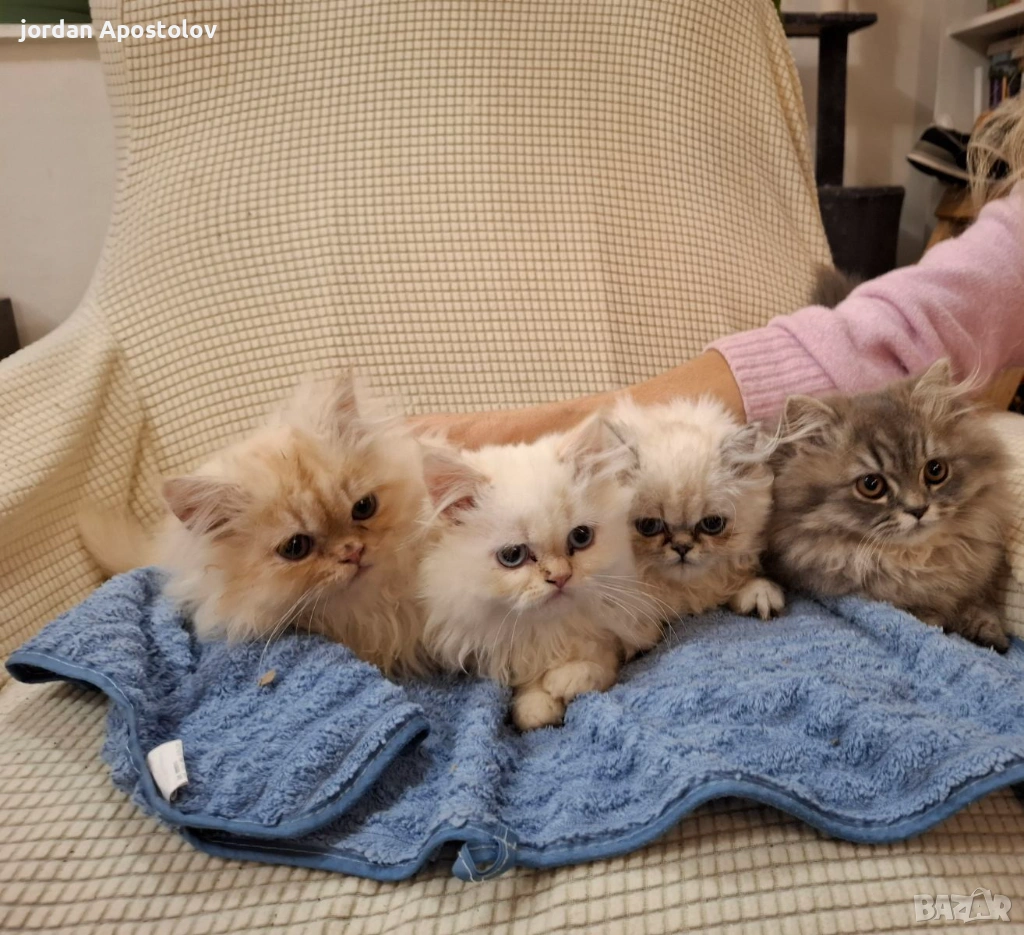 Персийски котенца, снимка 1