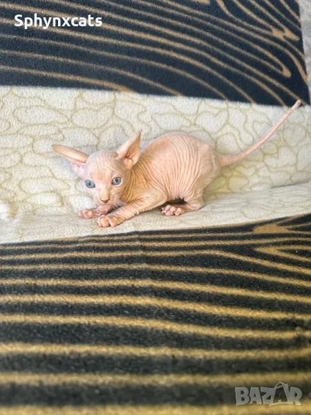 Котенца момичета и момчета канадски сфинкс, снимка 1