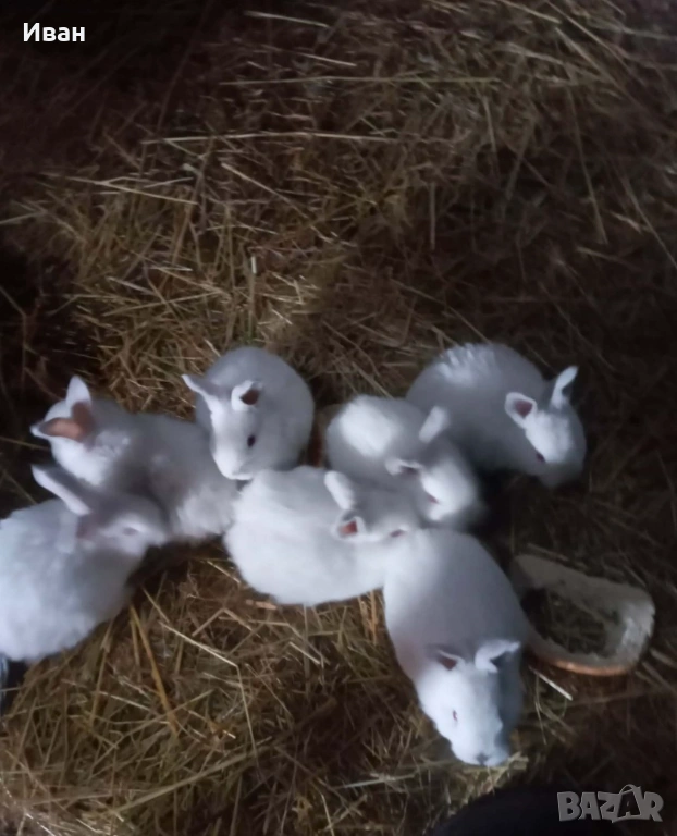 Калифорнийски зайци, снимка 1