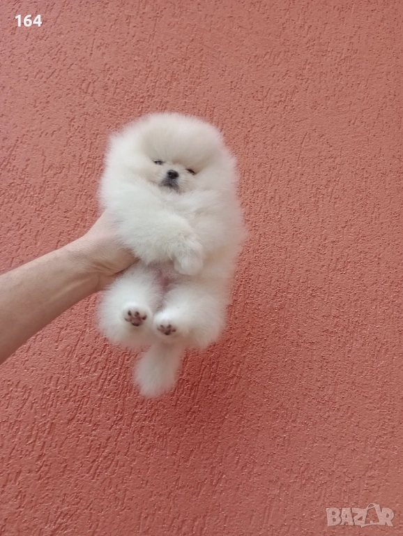 Мини момиченце. Реални снимки от днес! Померанче., снимка 1