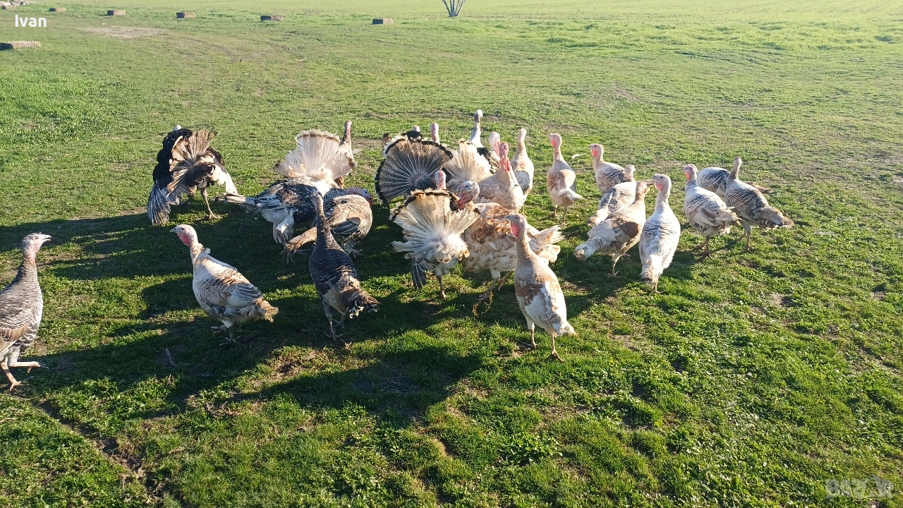 Продават се Домашни Пуйки С.Царацово , снимка 1