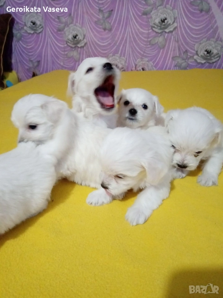 мини малтийски болонки, снимка 1