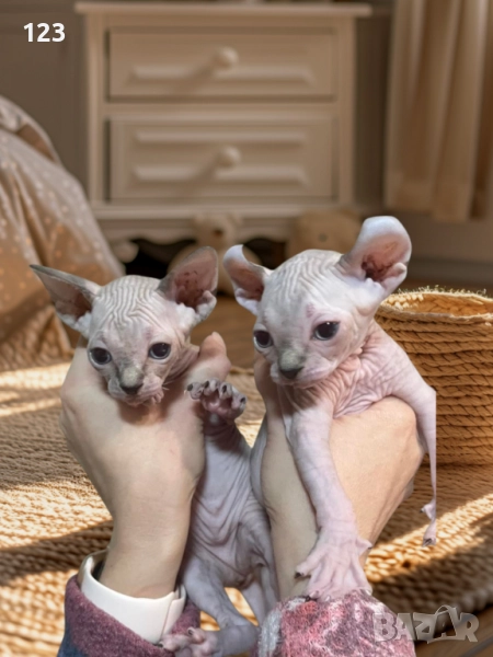 Канадски сфинкс и елф, снимка 1