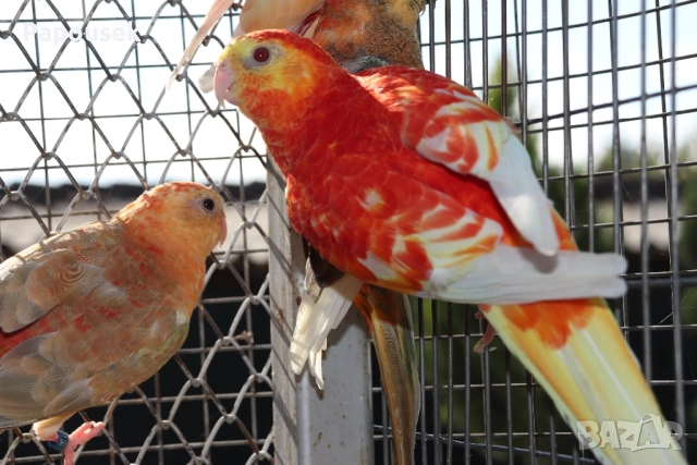 ПОЙНИ ПАПАГАЛИ , снимка 16 - Папагали - 52979206