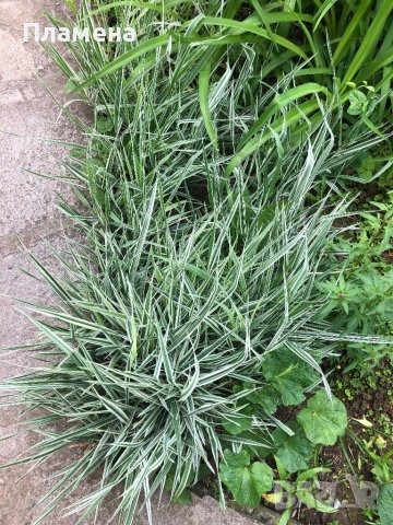 Фаларис - многогодишна трева с остри листа