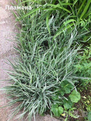 Фаларис - многогодишна трева с остри листа