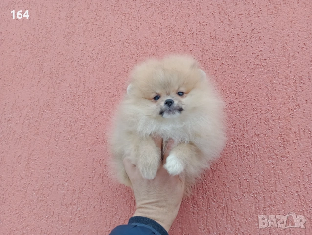 Мъжки и женски Померани. Различни възрасти !!! Реални снимки от 02.02.26 г., снимка 2 - Померан - 53316299
