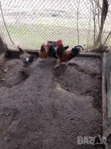 Продавам разплодни яйца за люпене  Супер харко и Шведска шарена носачка, снимка 6 - Кокошки и пуйки - 49613983