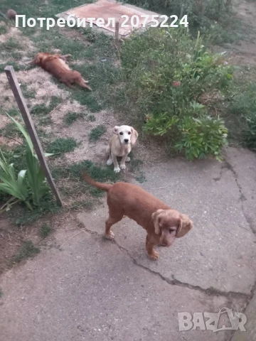 Кокер шпаньол, снимка 4 - Кокер шпаньол - 51240133