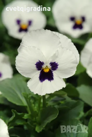 Viola sorbet White blotch(Теменужка Бяло петно)