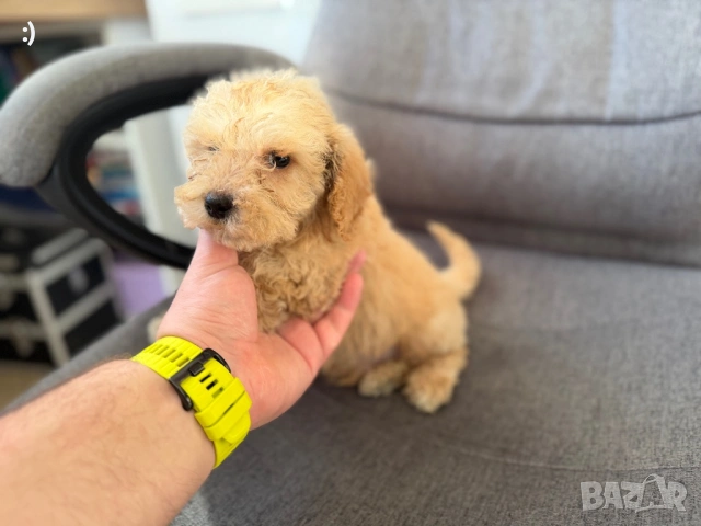 Мини Пудели Актуално от 16.1.2026, снимка 4 - Пудели - 52971791