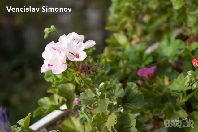 Tamron AF 28-200mm f/3.8-5.6 Asp. XR (IF) Macro, Pentax, снимка 5 - Обективи и филтри - 47270461