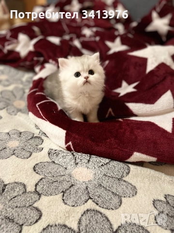 Сребърни принцеси