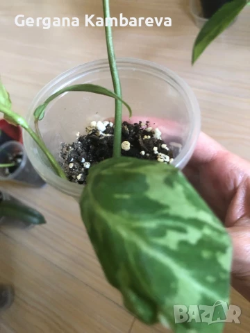 Philodendron Gloriosum Snow Leopard , снимка 2 - Стайни растения - 50749229