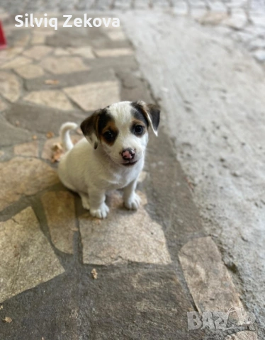мини Джак Ръсели, снимка 7 - Джак ръсел териер - 53136089