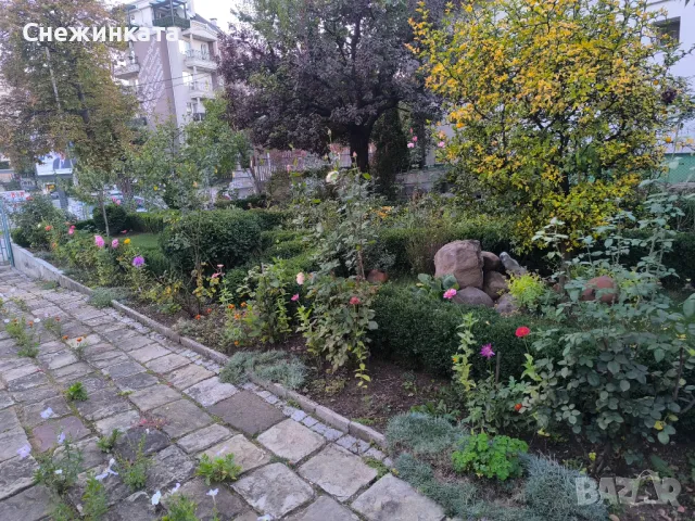 Пухкави оформени чемшири (20-40лв/броя), снимка 1