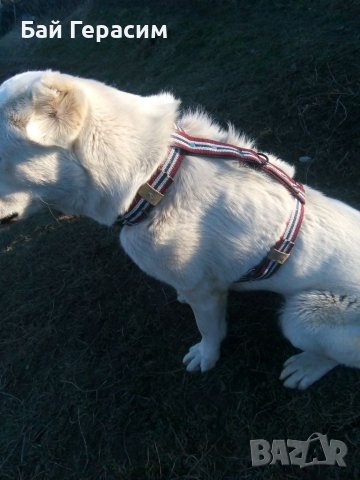 Нагръдник голямо огромно куче- кангал,каракачанска , кавказка овчарка,хъски,догоаржентино., снимка 7 - За кучета - 36585209