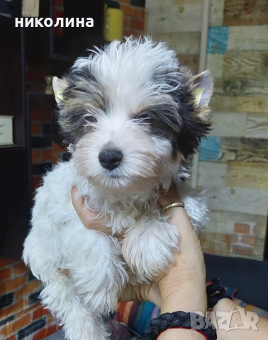 Продавам Йоркширски териер , снимка 4 - Йоркширски териер - 52706932