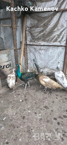 пауни, снимка 11 - други­ - 53406703