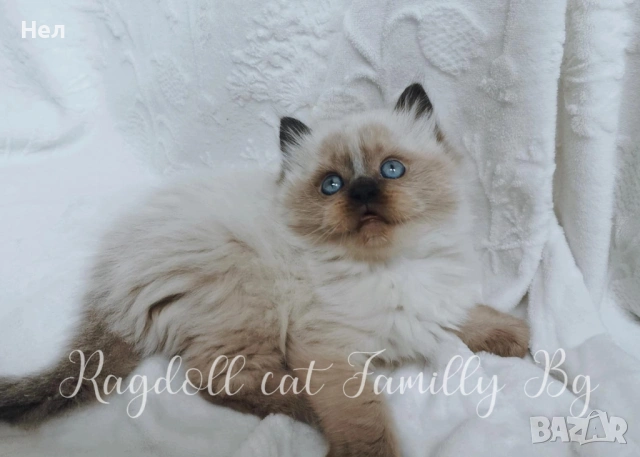 Ragdoll рагдол/регдол  котета мъжки, снимка 9 - Други - 51000590